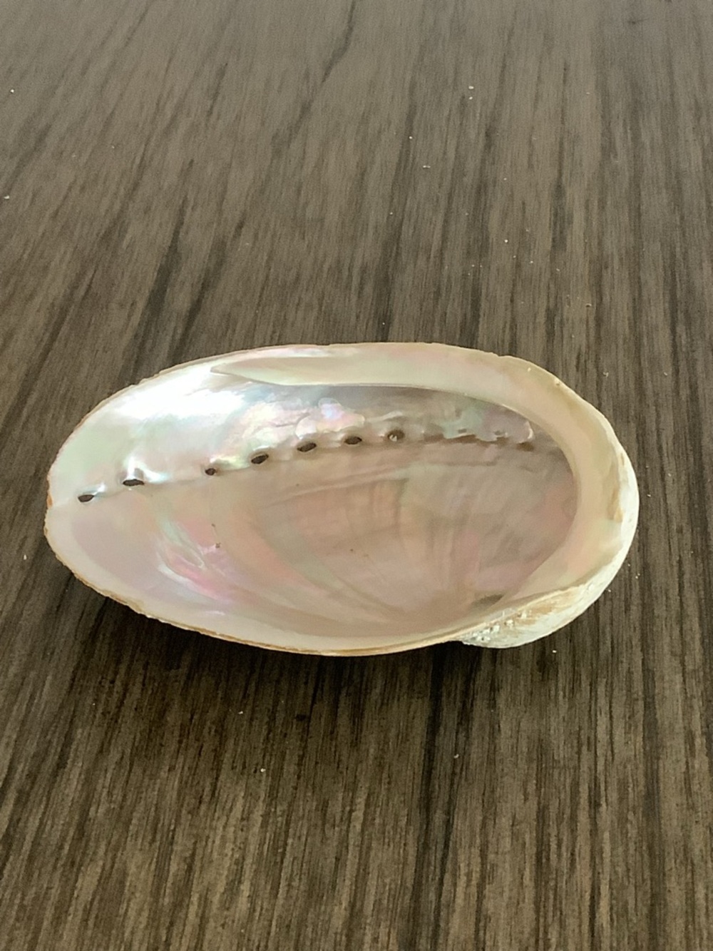 Abalone Haliotis Rufescens Shell 4.5" Long - Picture 11 of 13